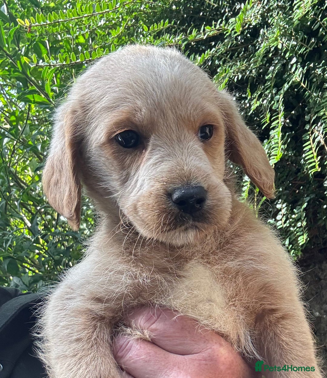 Australian Labradoodle dogs for sale: Stunning Multigen Mini Australian Labradoodle mix. - Image 13