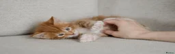 Maine Coon cats for sale: 5 Beautiful Russian Import Kittens TICA - Advert 16