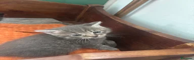 Mixed Breed Kitten 1