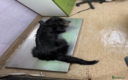 Mixed Breed dogs for adoption: TARMAC - a handsome young boy for a Loving Home - Image 15