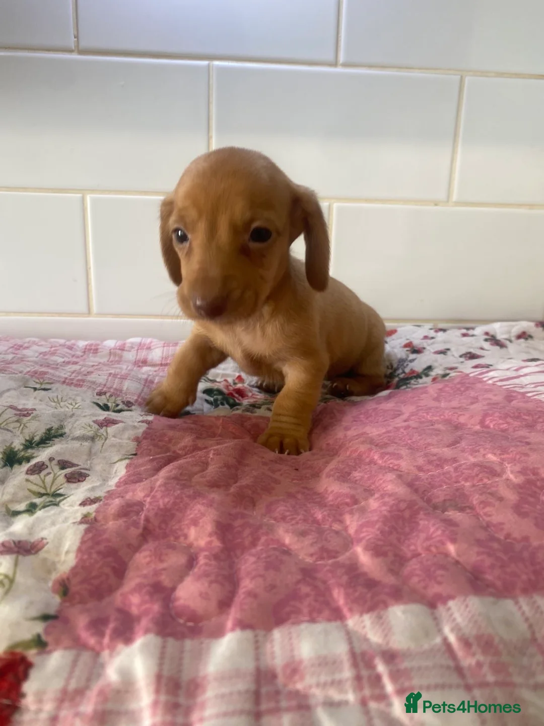 Miniature Dachshund dogs for sale: 6 Miniature Dachshund pups ONLY 3 LEFT - Advert 2