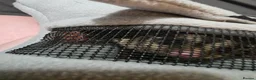 Sugar Glider rodents for sale: Sugar gliders - Advert 2