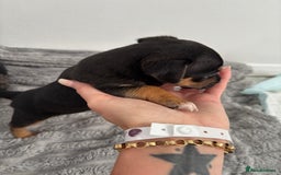 Jack Russell dogs for sale: Merle and black & tan Jack Russell  - Image 13