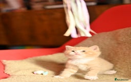 British Shorthair cats for sale: ⭐Rare Cream British Shorthair Boy ⭐  - Image 26