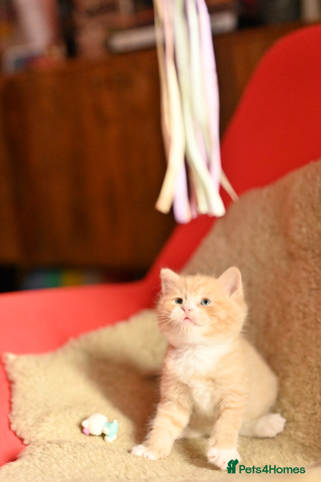 British Shorthair cats for sale: ⭐Rare Cream British Shorthair Boy ⭐  - Image 26