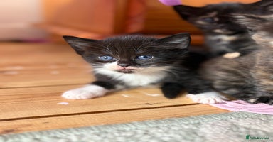 Mixed Breed cats - Advert 11