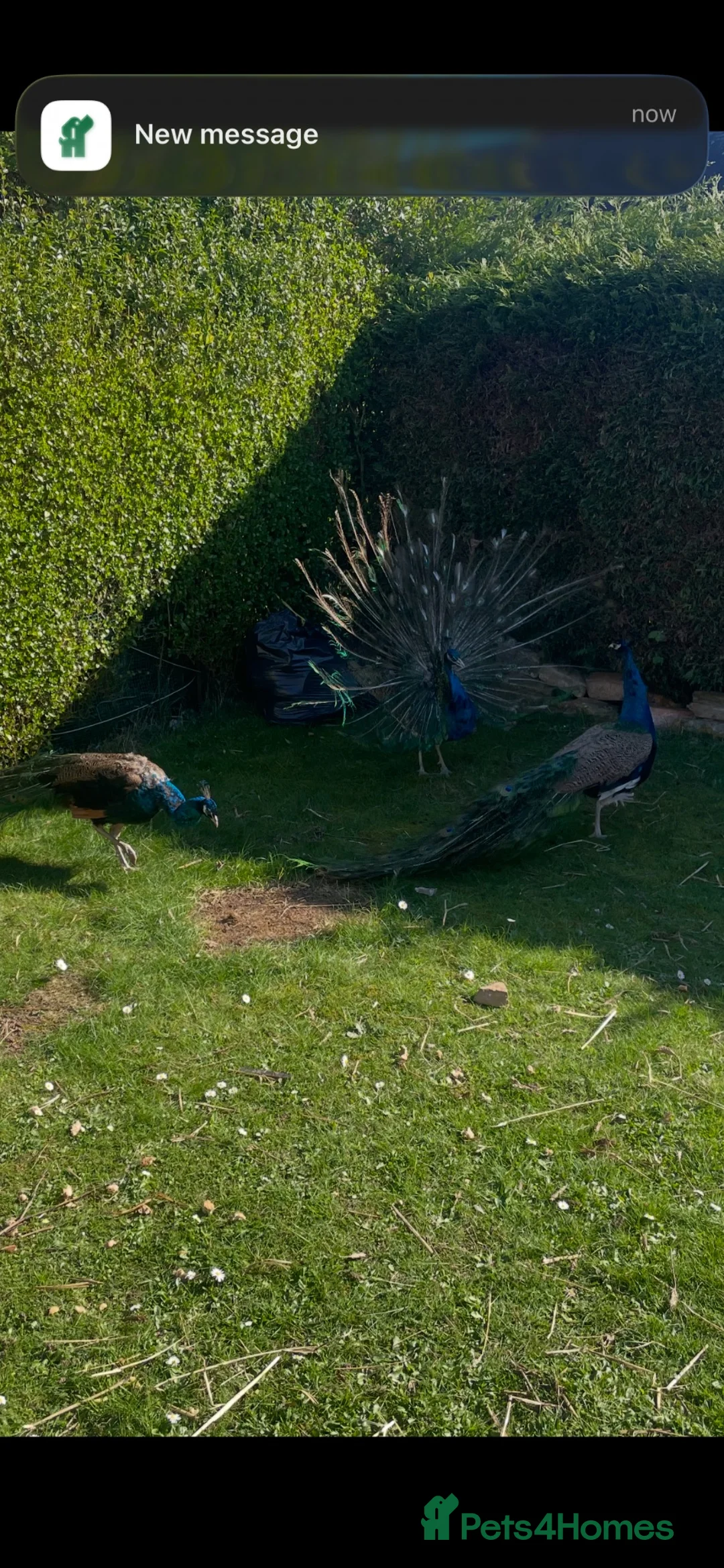 Pheasants poultry for sale: Peacocks for sale  - Advert 2