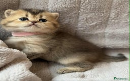 British Shorthair cats for sale: Lovely British Shorthair Golden TiCA - Image 2
