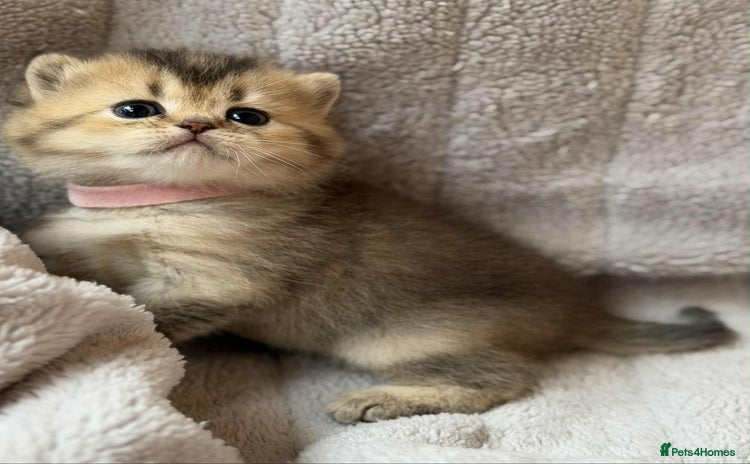 British Shorthair cats - Advert 2