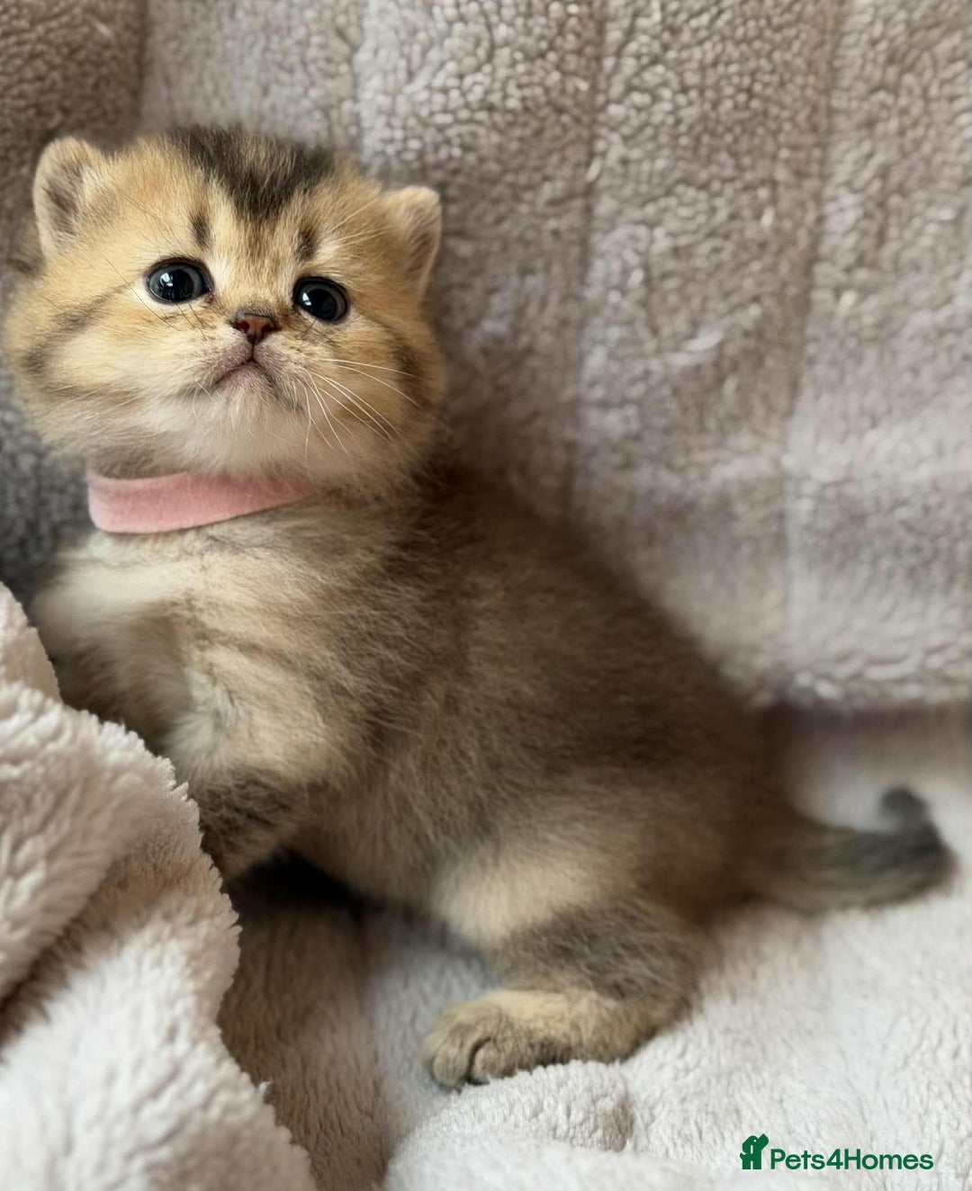 British Shorthair cats for sale: Lovely British Shorthair Golden TiCA - Image 2