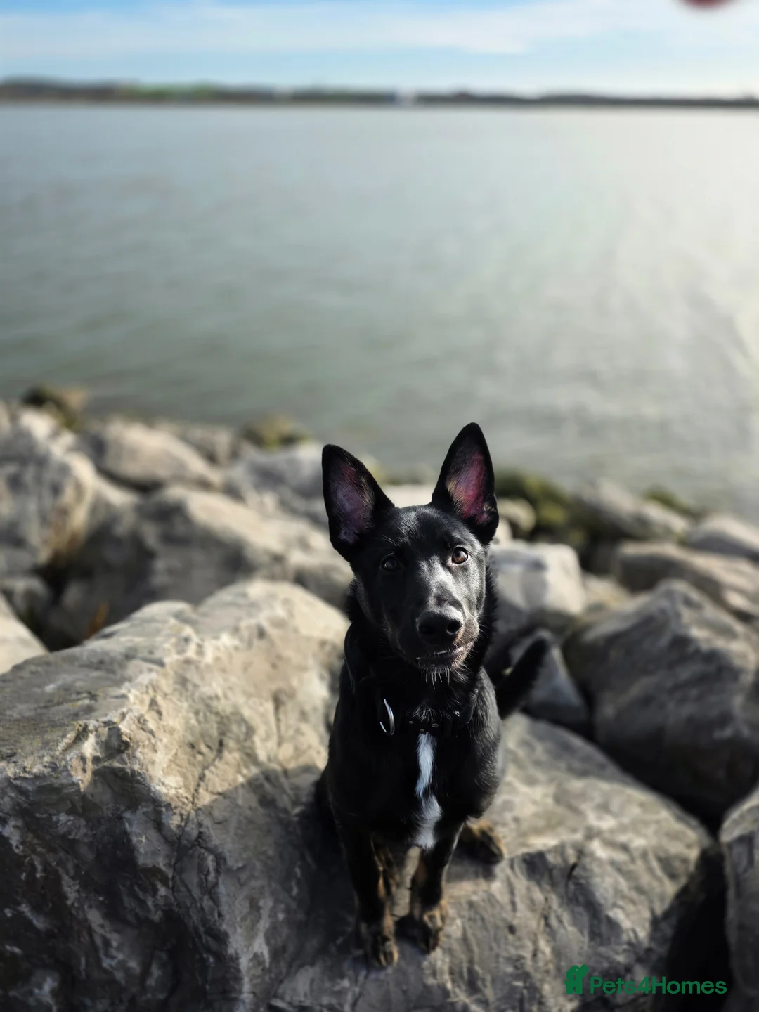 Shepsky dogs for sale: 5month old Shepsky in Barrow-in-Furness - Advert 5