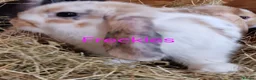 Mini Lop rabbits for sale: 4 gorgeous mini lop rabbits for sale - Advert 4