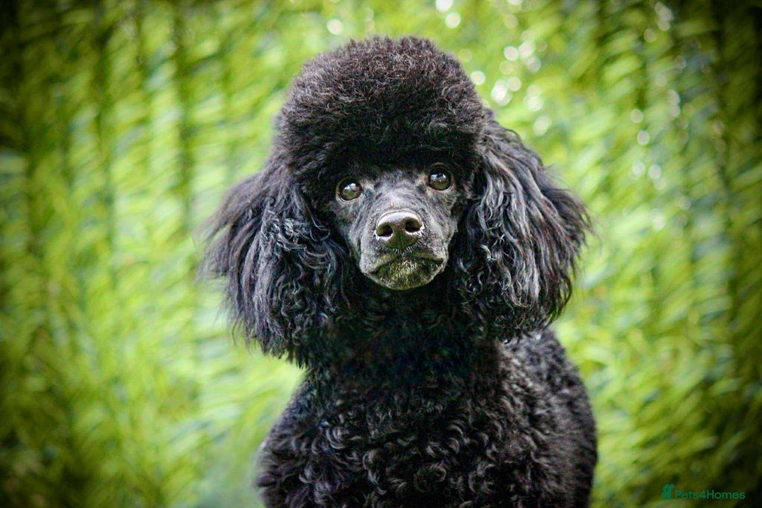 Cockapoo dogs for sale: F1b cockapoo ready to leave now last girl left - Image 22