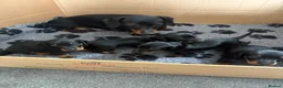 Miniature Dachshund dogs for sale: Black and tan miniature dachshund puppies   - Advert 5