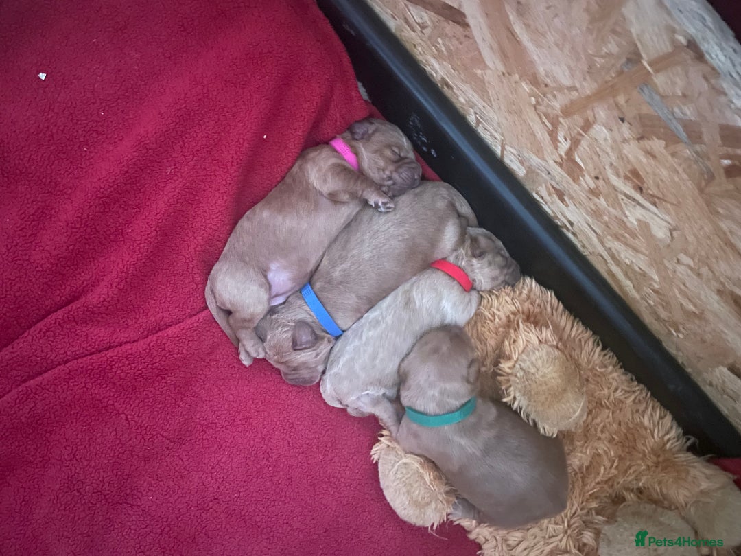 Labradoodle dogs for sale: Miniature Labradoodle’s  - Advert 5