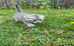 Scottish Fold cats for sale: Scottish fold kittens - Image 24