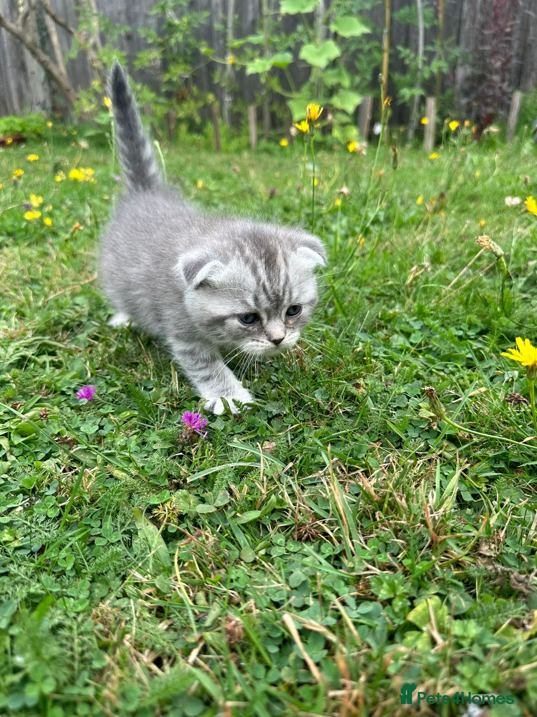Scottish Fold cats for sale: Scottish fold kittens - Image 24
