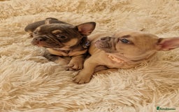 French Bulldog dogs for sale: Rosie litter  - Image 14