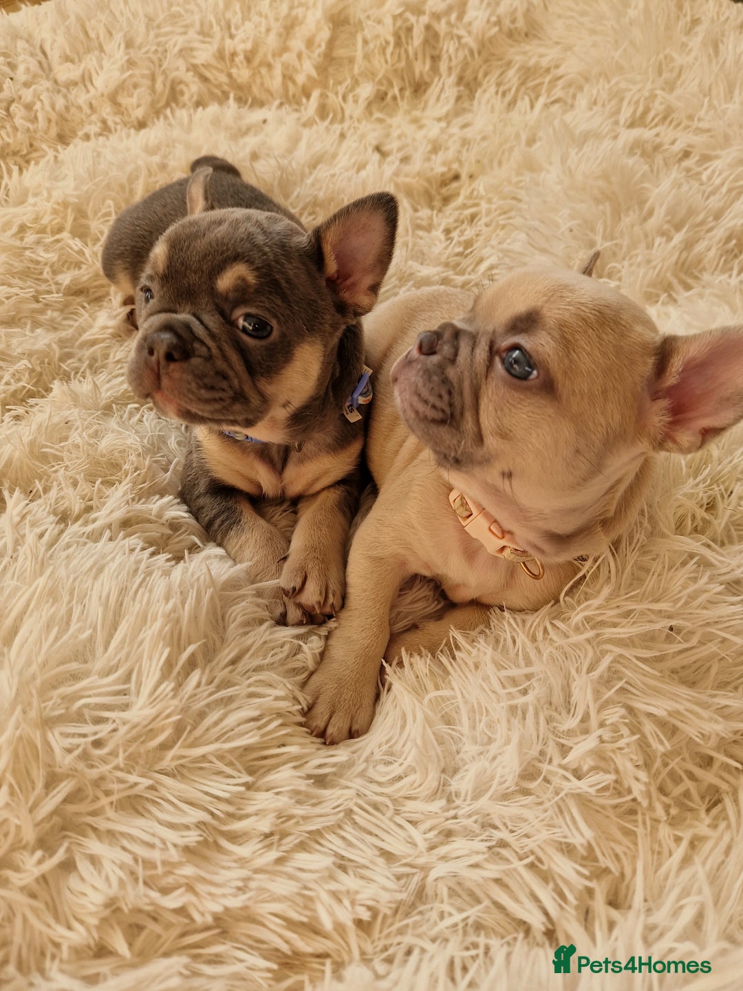 French Bulldog dogs for sale: Rosie litter  - Image 14
