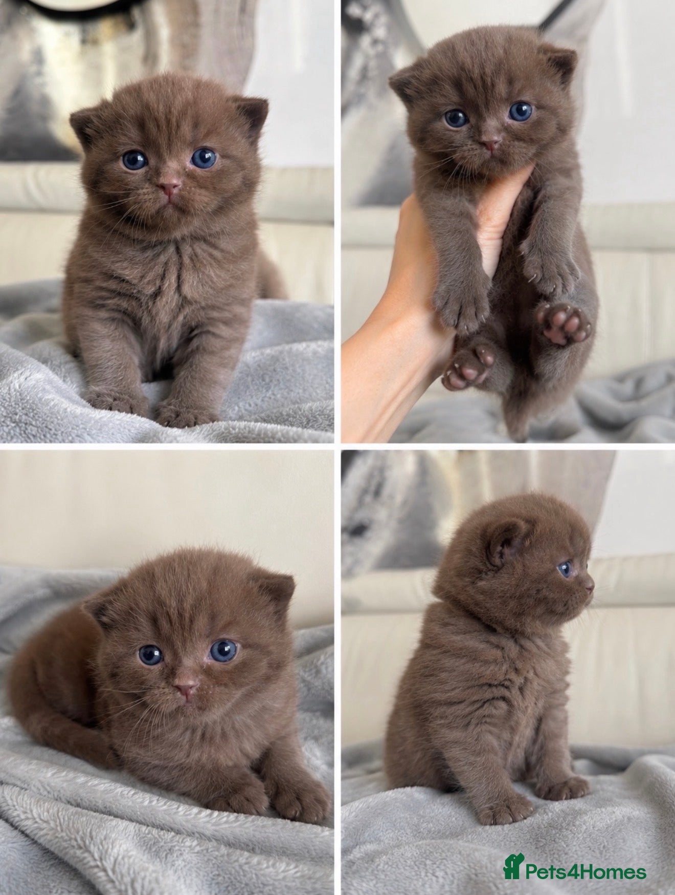 British Shorthair cats Cute British Shorthair Kittens – Pet Homes Only 💛 - Advert 1