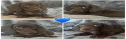 Miniature Dachshund dogs for sale:  Adorable kc miniature dachshunds  - Advert 6