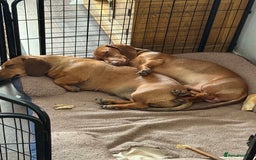 Dachshund dogs for sale: Standard dachshund puppies in Crawley - Image 2