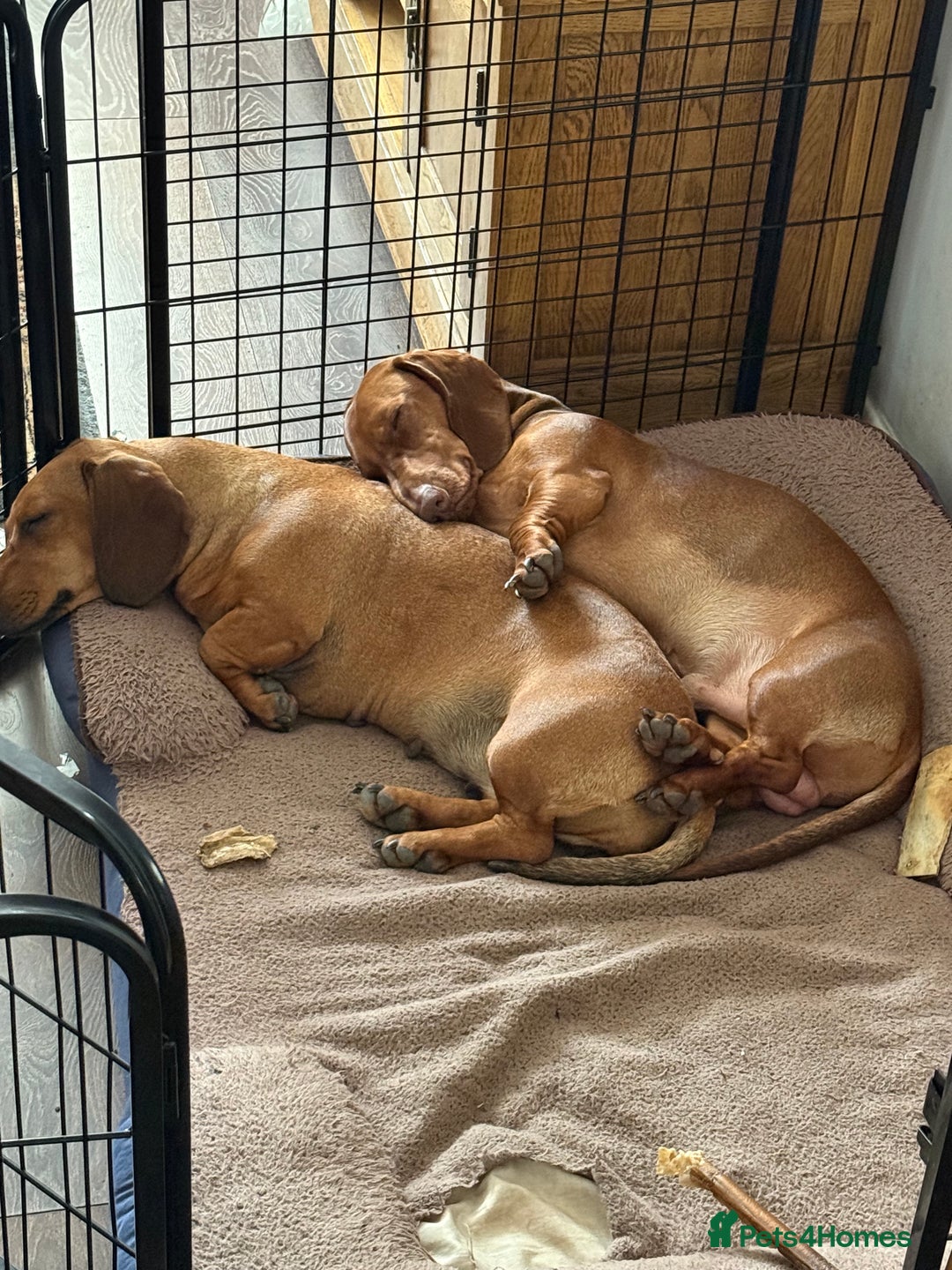 Dachshund dogs for sale: Standard dachshund puppies in Crawley - Image 2