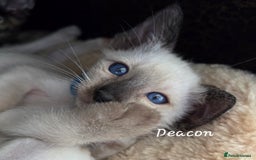 Oriental cats for sale: 8 supersoft GCCF registered Oriental kittens  - Image 13