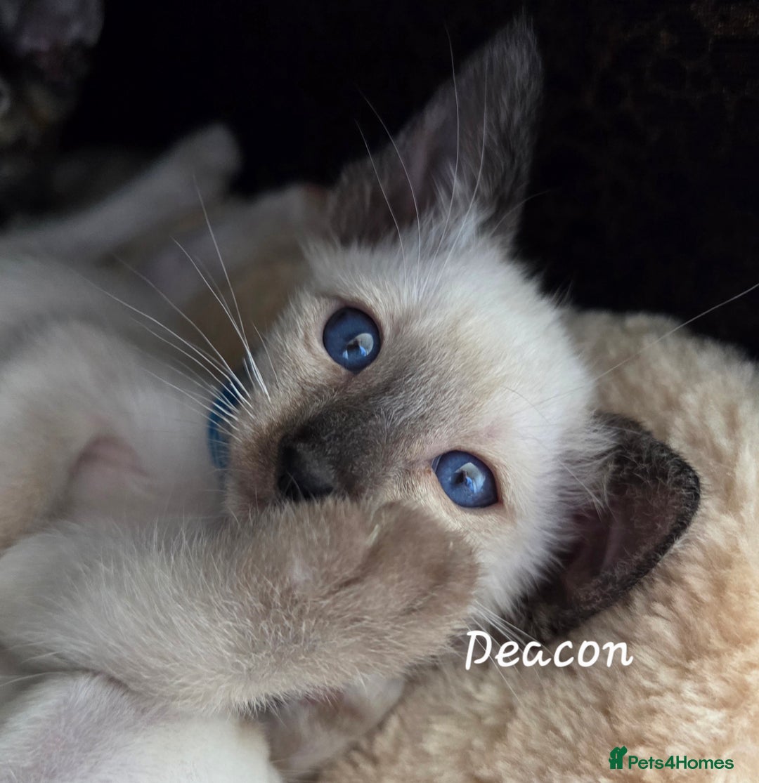 Oriental cats for sale: 8 supersoft GCCF registered Oriental kittens  - Image 13