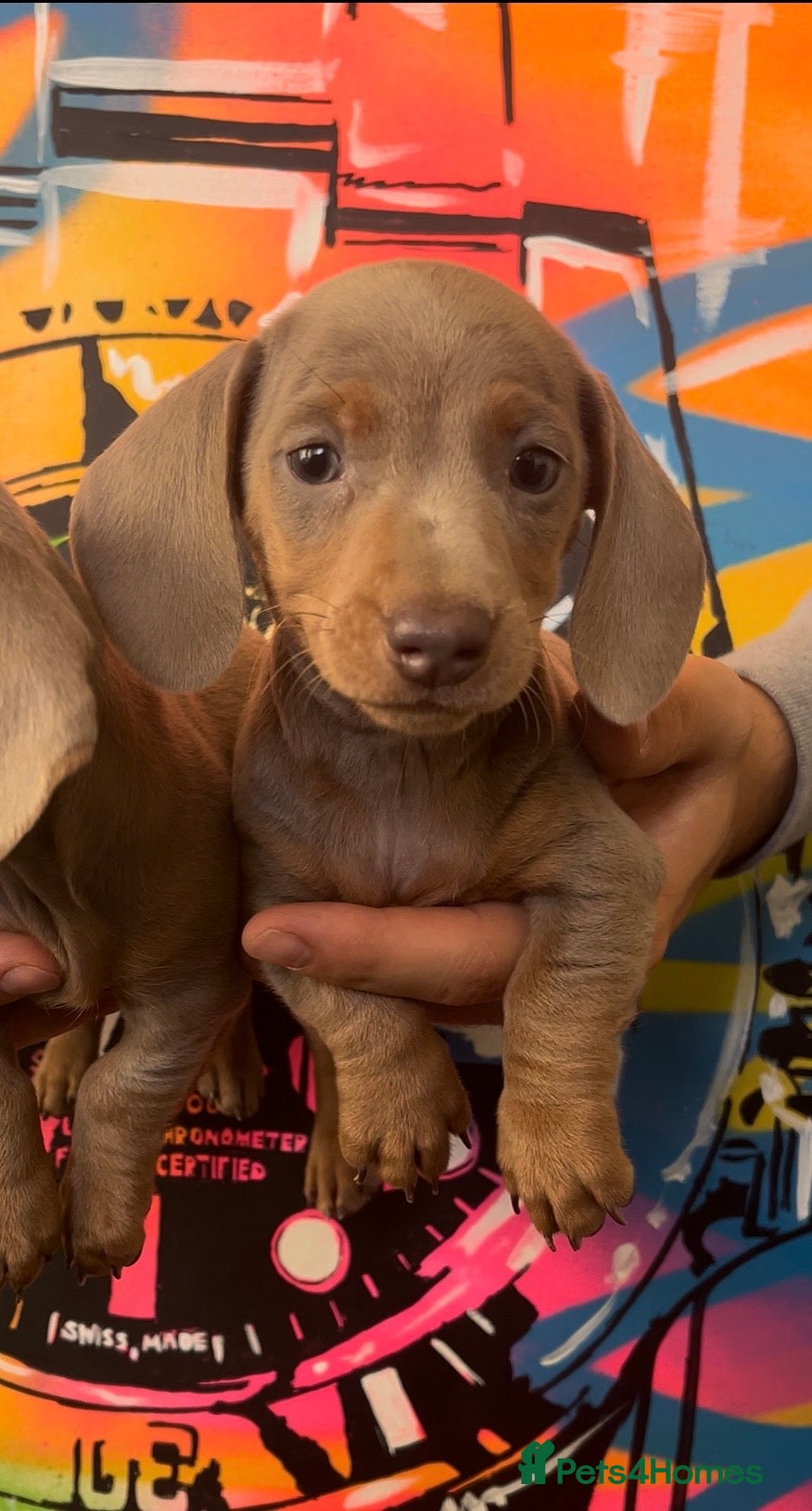 Miniature Dachshund dogs Ready Now Quality mini Isabela & tan Daxi puppy,s  - Advert 14