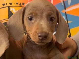 Miniature Dachshund dogs Ready Now Quality mini Isabela & tan Daxi puppy,s - Advert 14