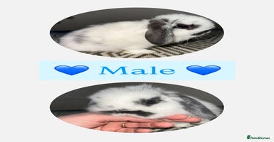 Mini Lop rabbits Beautiful vaccinated mini lops  - Advert 10