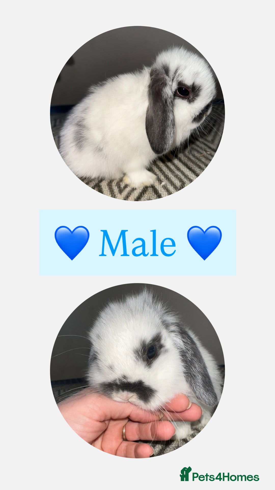 Mini Lop rabbits for sale: Beautiful vaccinated mini lops  - Advert 4