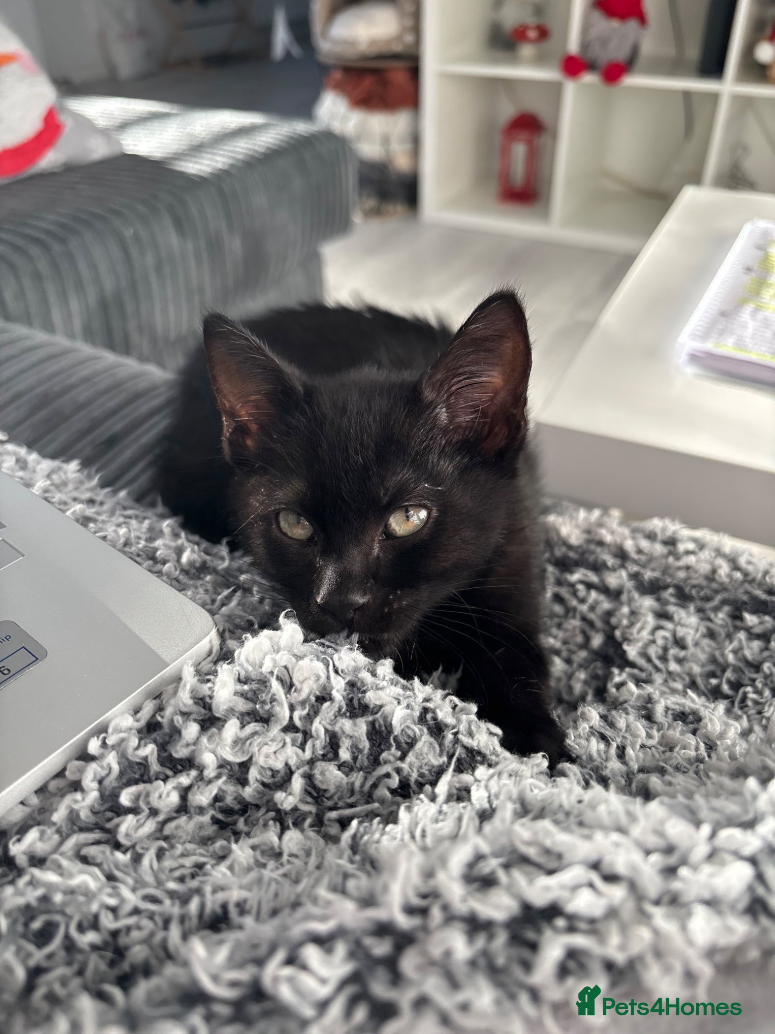 Mixed Breed cats Nova - Russian blue x british short hair  - Advert 4