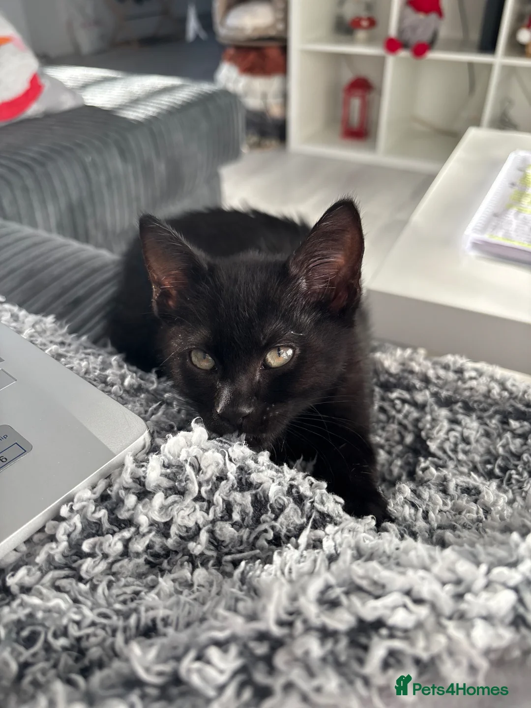 Mixed Breed cats for sale: Nova - Russian blue x british short hair  - Advert 1