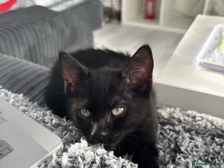 Mixed Breed cats Nova - Russian blue x british short hair - Advert 4