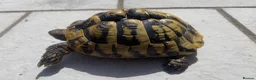Hermann Tortoise reptiles for sale: Breeding trio of Hermanns tortoises. in Broadstone - Advert 2