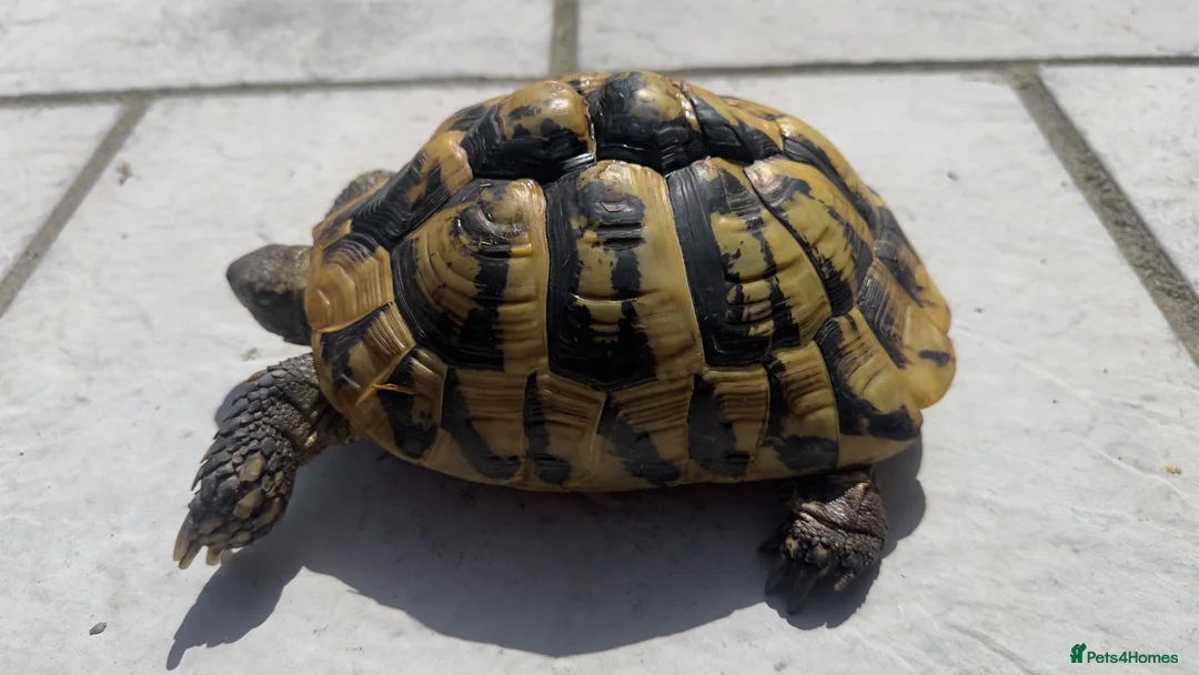 Hermann Tortoise reptiles for sale: Breeding trio of Hermanns tortoises. in Broadstone - Advert 2
