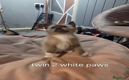 Ragdoll cats for sale: Beautiful Ragdoll Kittens - Image 13