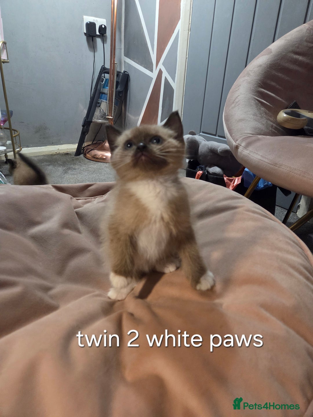 Ragdoll cats for sale: Beautiful Ragdoll Kittens - Image 13