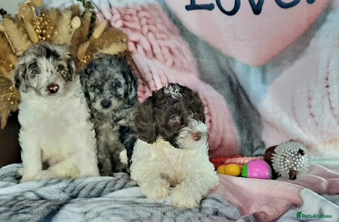 Mixed Breed dogs for sale: STUNNING RARE COLOURS F1B GOLDENDOODLE LITTER - Advert 9