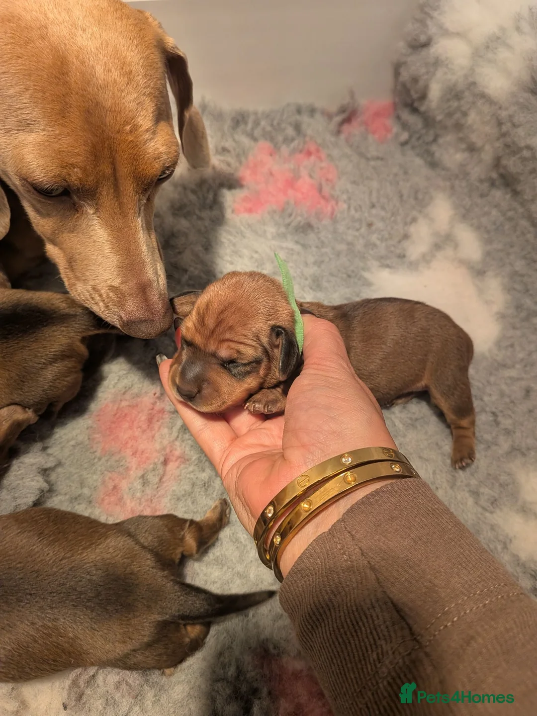 Miniature Dachshund dogs for sale: Beautiful Miniature Dachshund Puppies   - Advert 2