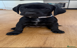 Mixed Breed dogs for sale: Pointerdors ONLY 1 girl left ready now  - Image 6
