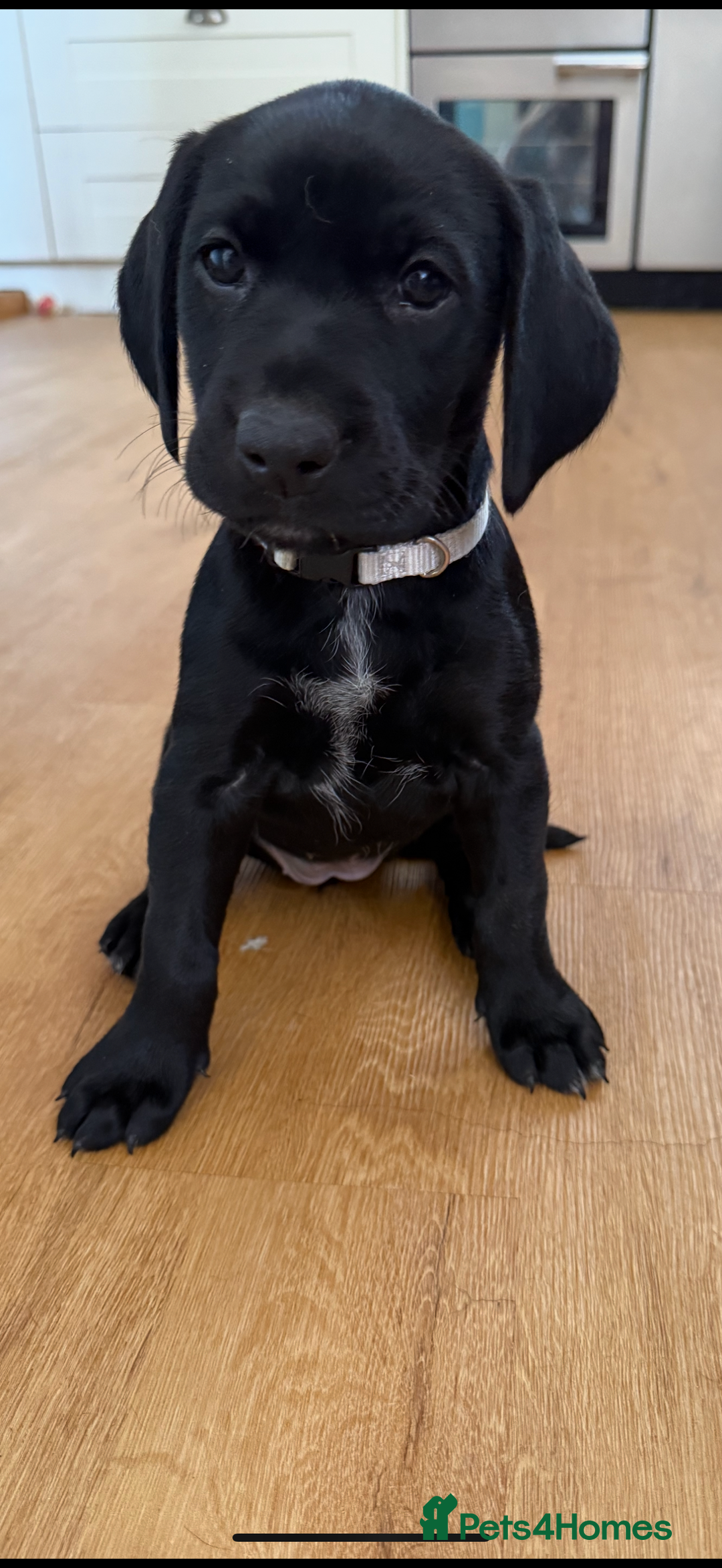 Mixed Breed dogs for sale: Pointerdors ONLY 1 girl left ready now  - Image 6