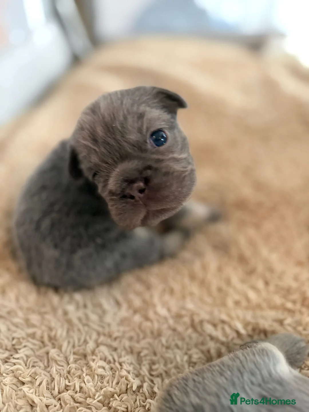 French Bulldog dogs for sale: French Bulldog  **  fluffy  in Bognor Regis - Advert 8