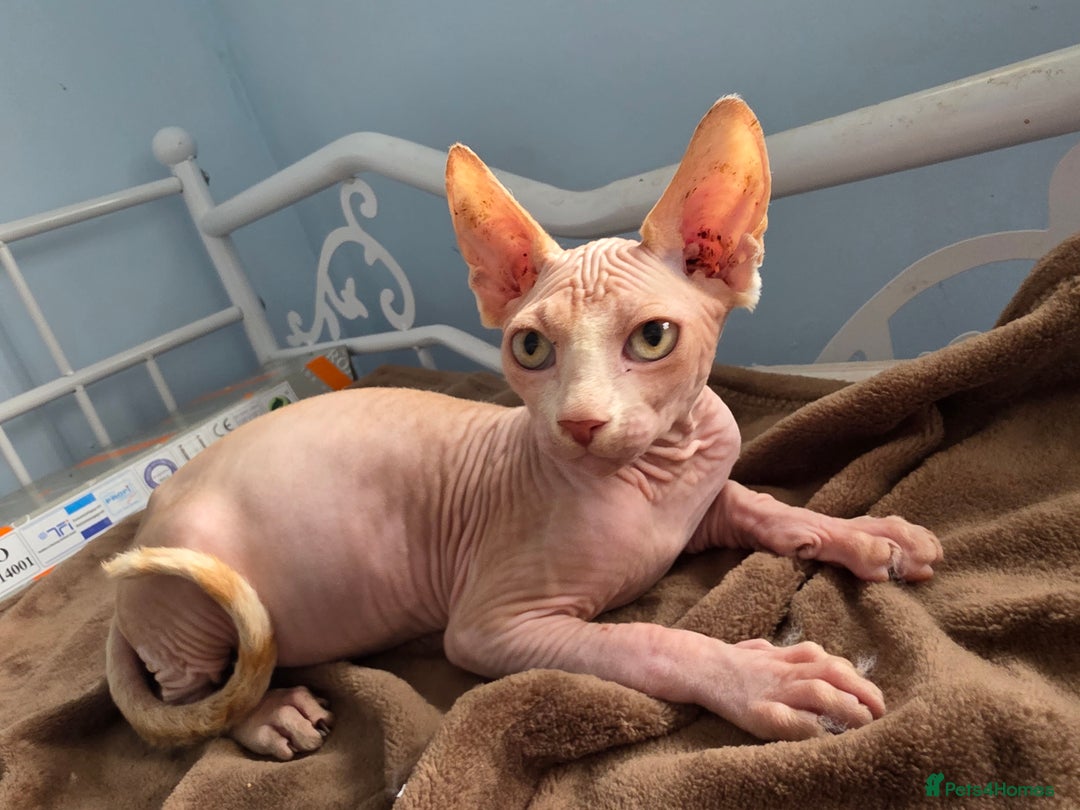 Sphynx cats for sale: 🩵 Sphynx Kitten – Male - Image 2