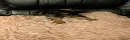 Chihuahua dogs for sale: Three small Yorkshire terriers for sale - Advert 30