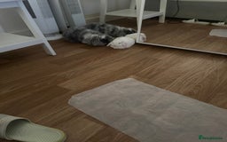 Mini Lion Lop rabbits for sale: Beautiful Bunny’s Sushi 5yrs & Marshmallow 3yrs - Advert 7