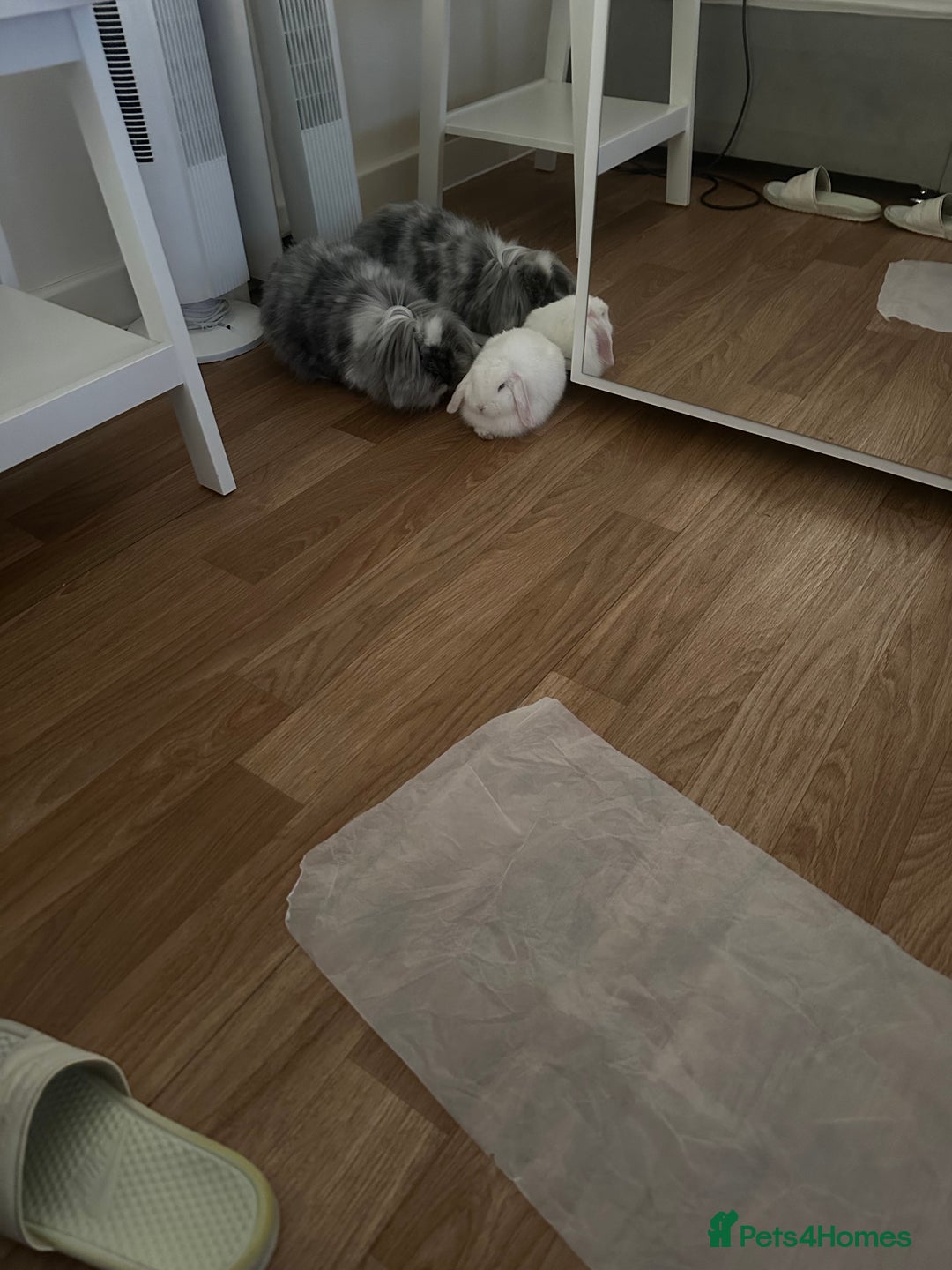 Mini Lion Lop rabbits for sale: Beautiful Bunny’s Sushi 5yrs & Marshmallow 3yrs - Advert 7