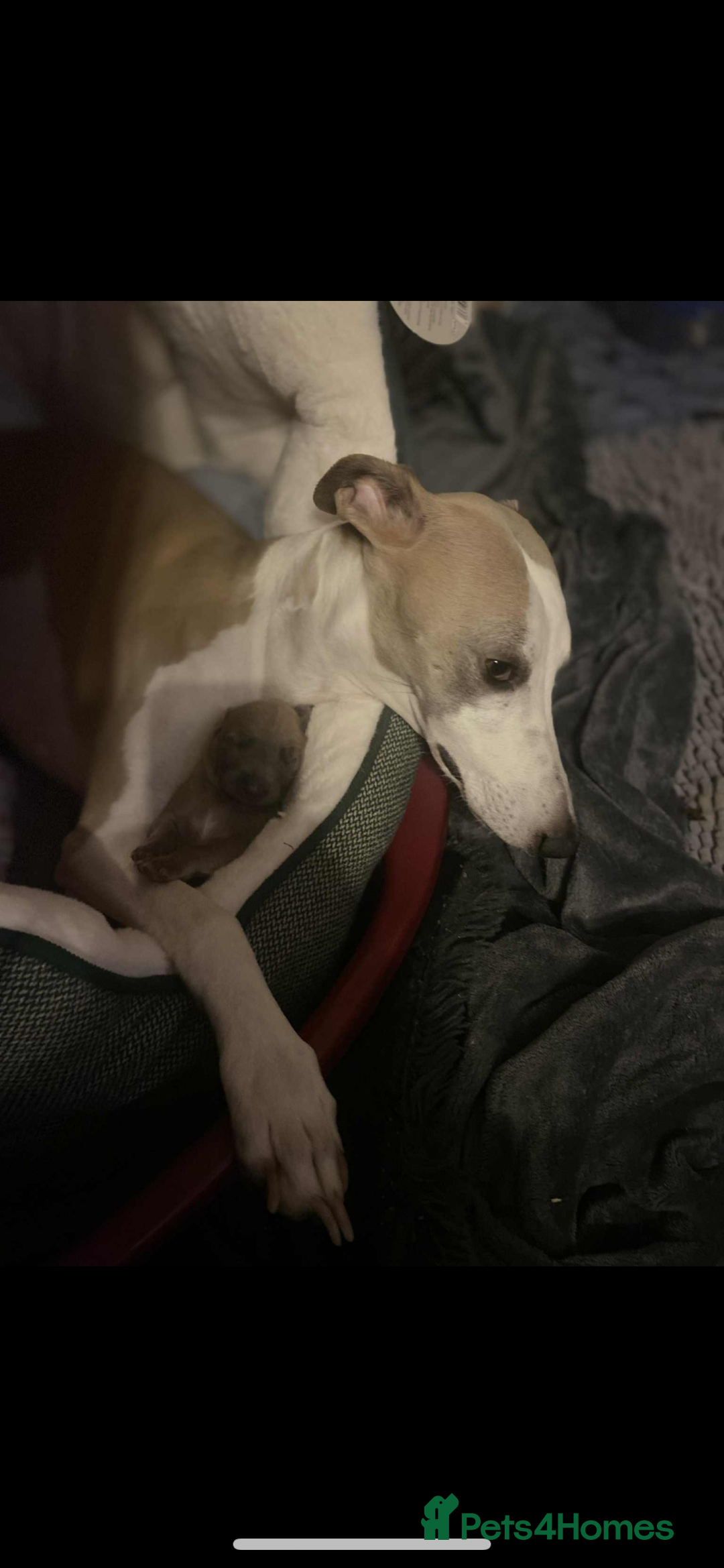 Whippet dogs for sale: Male whippet puppy - Advert 4